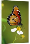 Monarch Butterfly on Flower by Anonymous