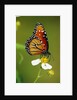 Monarch Butterfly on Flower by Anonymous