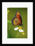 Monarch Butterfly on Flower by Anonymous