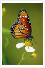 Monarch Butterfly on Flower by Anonymous
