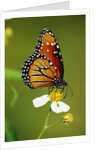 Monarch Butterfly on Flower by Anonymous