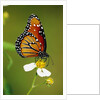 Monarch Butterfly on Flower by Anonymous