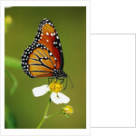 Monarch Butterfly on Flower by Anonymous