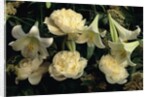 Easter Lilies and White Peonies by Anonymous