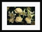 Easter Lilies and White Peonies by Anonymous
