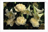 Easter Lilies and White Peonies by Anonymous