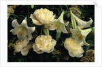 Easter Lilies and White Peonies by Anonymous