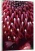 Waratah Flower by Anonymous