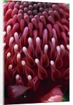 Waratah Flower by Anonymous