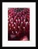 Waratah Flower by Anonymous