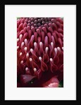 Waratah Flower by Anonymous