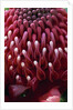 Waratah Flower by Anonymous
