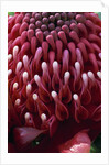Waratah Flower by Anonymous