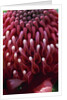 Waratah Flower by Anonymous
