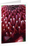 Waratah Flower by Anonymous