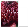 Waratah Flower by Anonymous