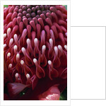 Waratah Flower by Anonymous