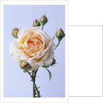 Cressida Rose by Anonymous