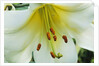 Close Up of Lilium Longiflorum by Anonymous
