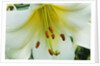 Close Up of Lilium Longiflorum by Anonymous