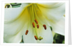 Close Up of Lilium Longiflorum by Anonymous