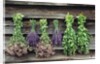 Herbs Drying Upside Down by Anonymous