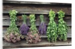 Herbs Drying Upside Down by Anonymous