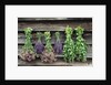 Herbs Drying Upside Down by Anonymous