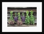 Herbs Drying Upside Down by Anonymous