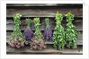 Herbs Drying Upside Down by Anonymous