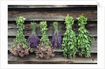 Herbs Drying Upside Down by Anonymous
