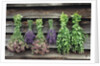Herbs Drying Upside Down by Anonymous
