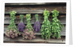 Herbs Drying Upside Down by Anonymous
