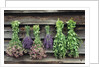 Herbs Drying Upside Down by Anonymous
