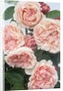 St. Swithan Roses by Anonymous