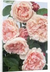 St. Swithan Roses by Anonymous