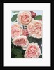 St. Swithan Roses by Anonymous