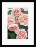 St. Swithan Roses by Anonymous