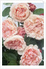 St. Swithan Roses by Anonymous