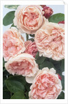 St. Swithan Roses by Anonymous