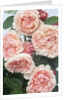 St. Swithan Roses by Anonymous