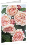 St. Swithan Roses by Anonymous