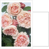 St. Swithan Roses by Anonymous