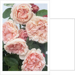 St. Swithan Roses by Anonymous