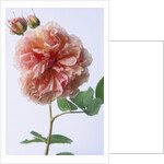 English Elegance Rose by Anonymous