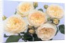 England's Rose by Anonymous