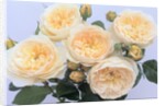 England's Rose by Anonymous