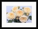 England's Rose by Anonymous