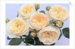 England's Rose by Anonymous