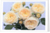 England's Rose by Anonymous